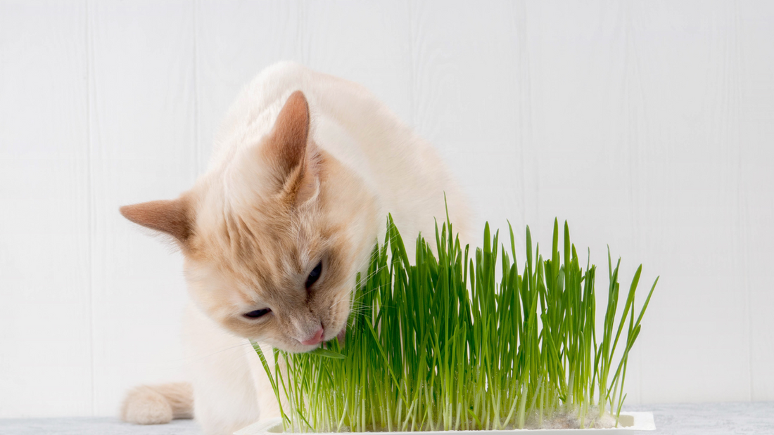 Why Do Cats Eat Grass?