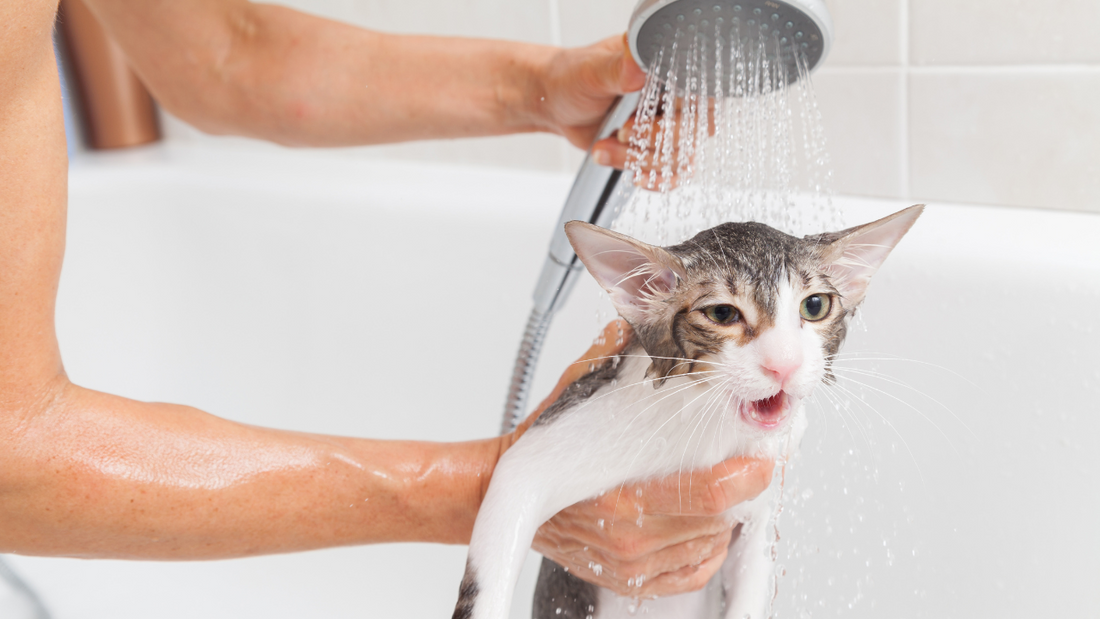 Why Do Cats Hate Water?