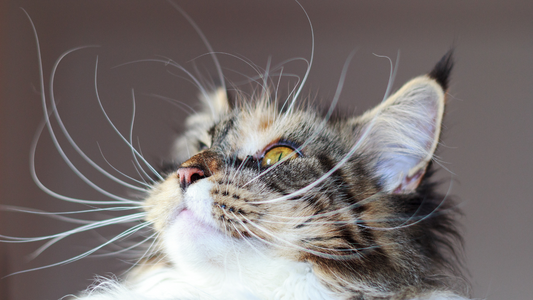 Why Do Cats Have Whiskers?