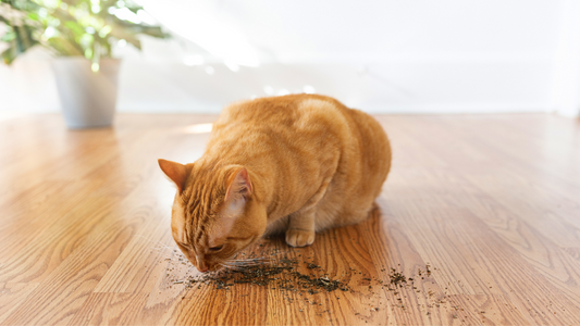 Why Do Cats Like Catnip?